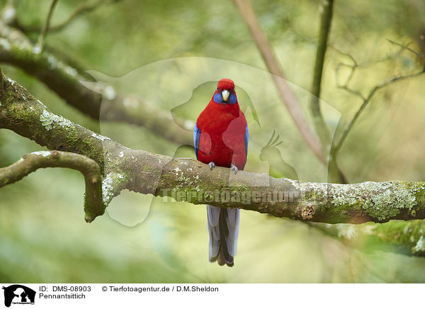 Pennantsittich / crimson rosella / DMS-08903