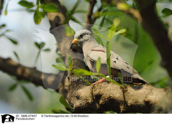 Perutubchen / croaking ground dove / DMS-07807