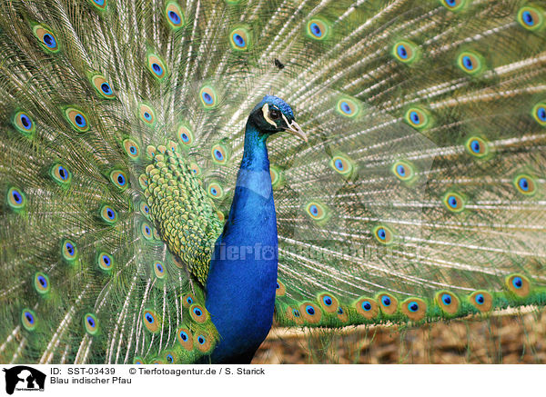Blau indischer Pfau / peacock / SST-03439