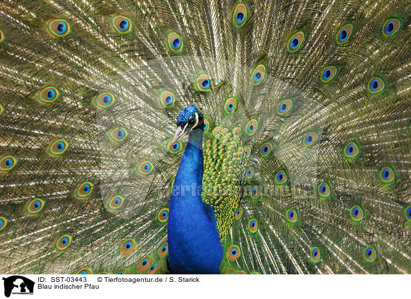 Blau indischer Pfau / peacock / SST-03443