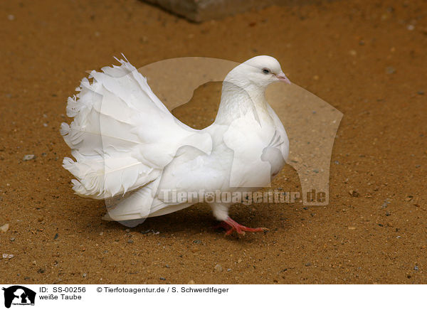weie Taube / white pigeon / SS-00256