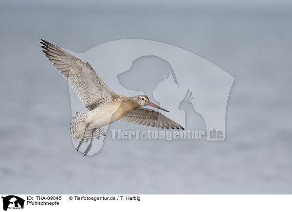 Pfuhlschnepfe / bar-tailed godwit / THA-09045