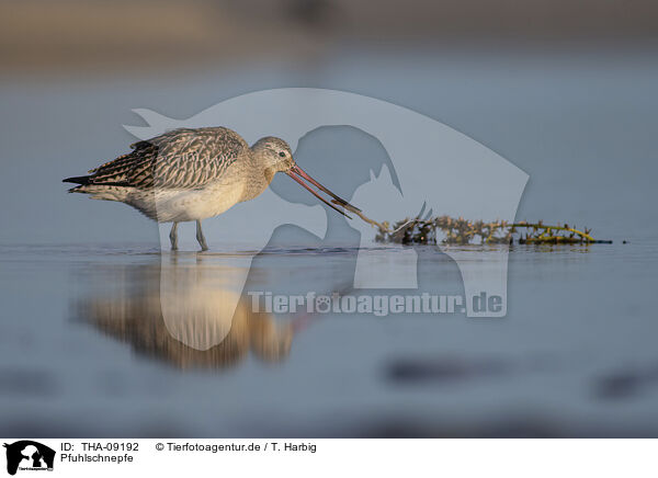 Pfuhlschnepfe / bar-tailed godwit / THA-09192