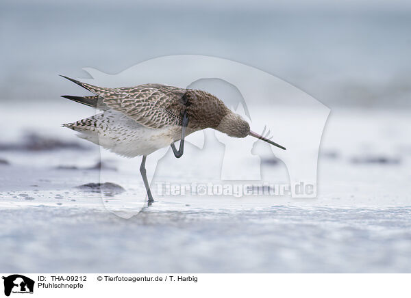 Pfuhlschnepfe / bar-tailed godwit / THA-09212