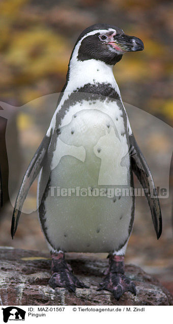 Pinguin / penguin / MAZ-01567