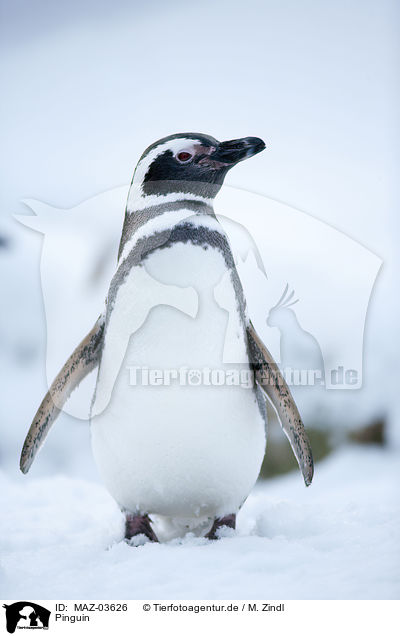 Pinguin / MAZ-03626