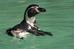 schwimmender Pinguin