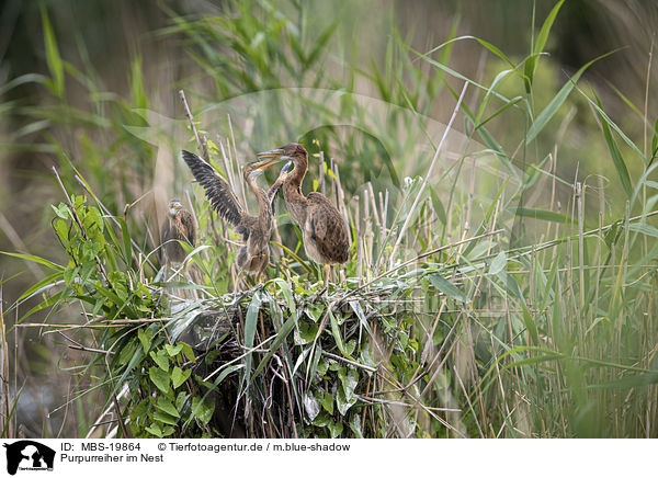 Purpurreiher im Nest / Purple Heron in the nest / MBS-19864