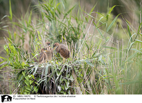 Purpurreiher im Nest / Purple Heron in the nest / MBS-19870