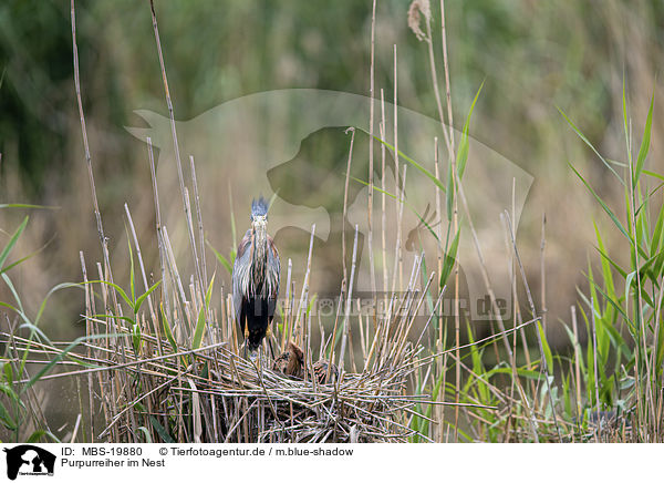 Purpurreiher im Nest / Purple Heron in the nest / MBS-19880