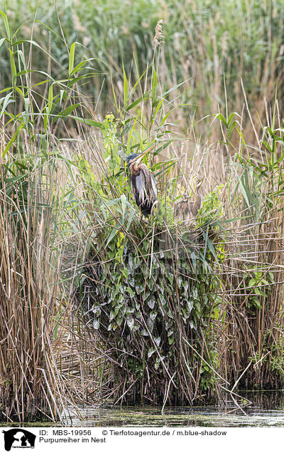 Purpurreiher im Nest / Purple Heron in the nest / MBS-19956