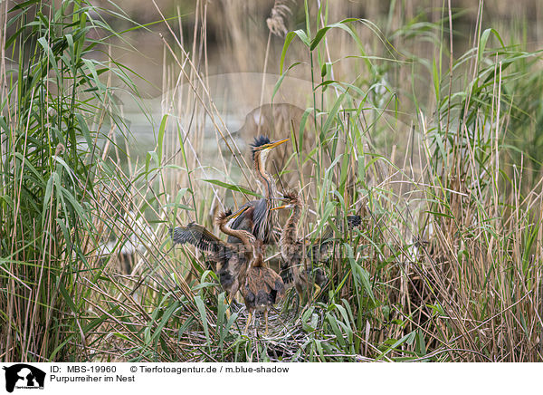 Purpurreiher im Nest / Purple Heron in the nest / MBS-19960