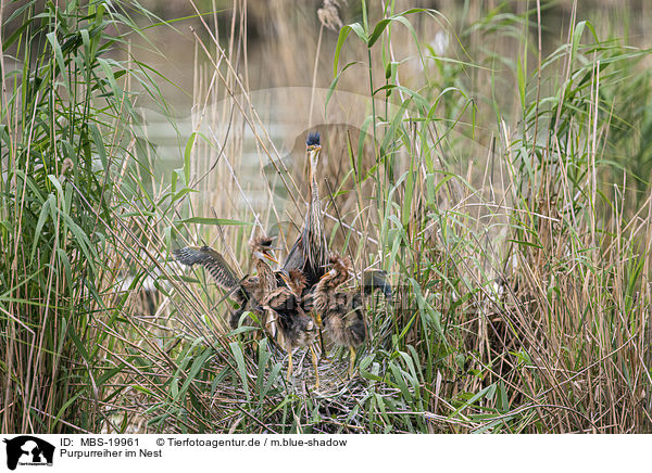 Purpurreiher im Nest / Purple Heron in the nest / MBS-19961