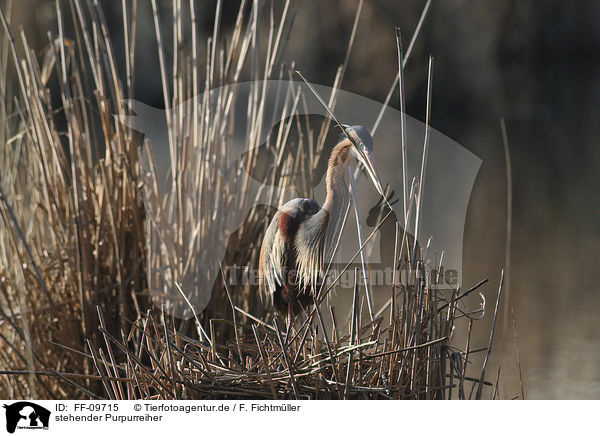 stehender Purpurreiher / standing Purple Heron / FF-09715