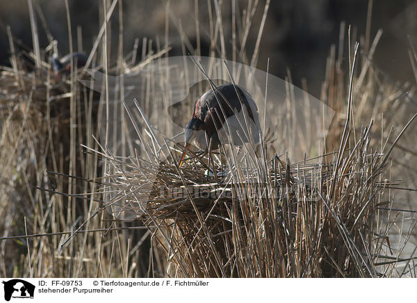 stehender Purpurreiher / standing Purple Heron / FF-09753