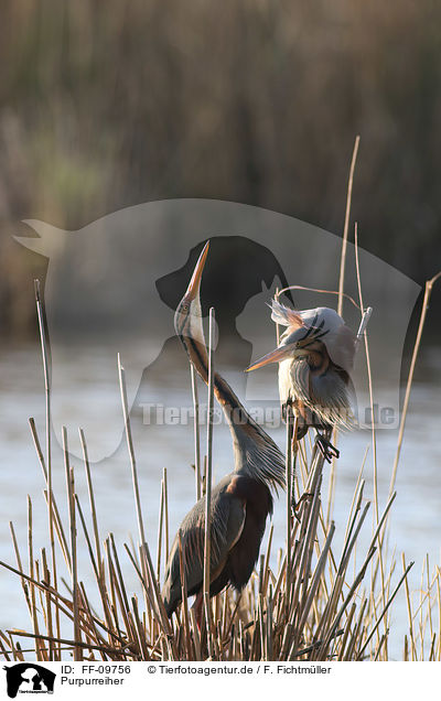 Purpurreiher / Purple Herons / FF-09756