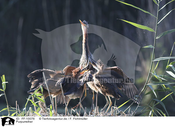 Purpurreiher / Purple Herons / FF-10076