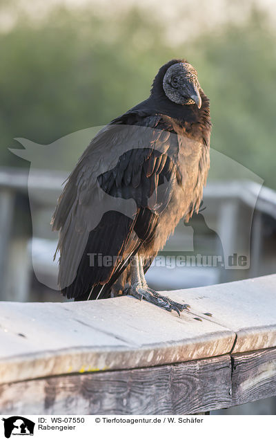 Rabengeier / American black vulture / WS-07550