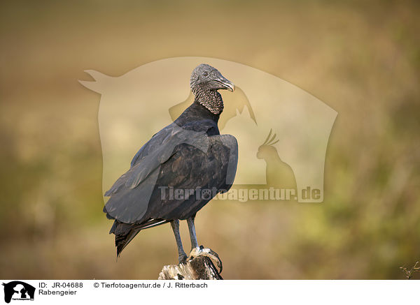 Rabengeier / American Black Vulture / JR-04688