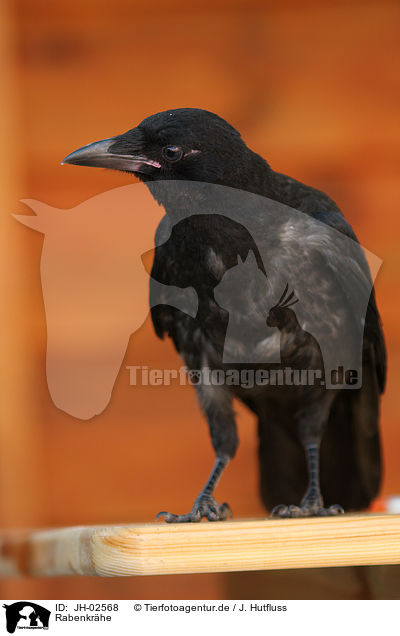 Rabenkrhe / carrion crow / JH-02568