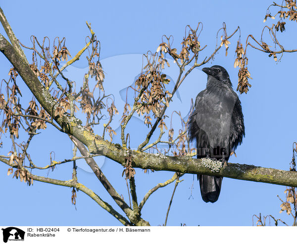 Rabenkrhe / carrion crow / HB-02404