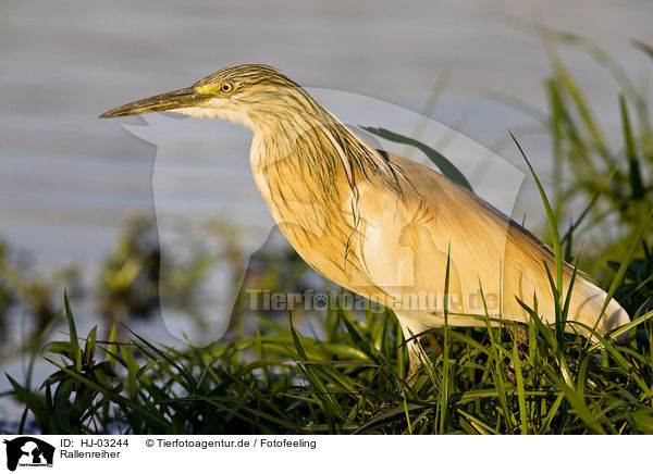 Rallenreiher / squacco heron / HJ-03244