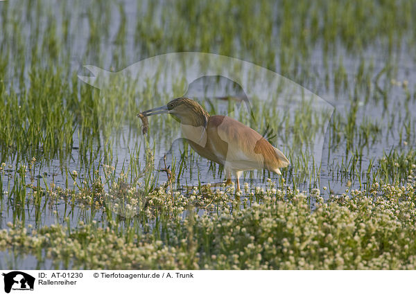 Rallenreiher / Sqacco Heron / AT-01230