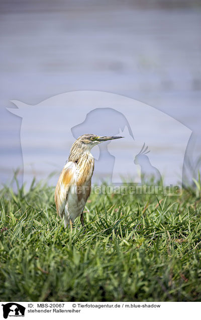 stehender Rallenreiher / standing Squacco Heron / MBS-20067