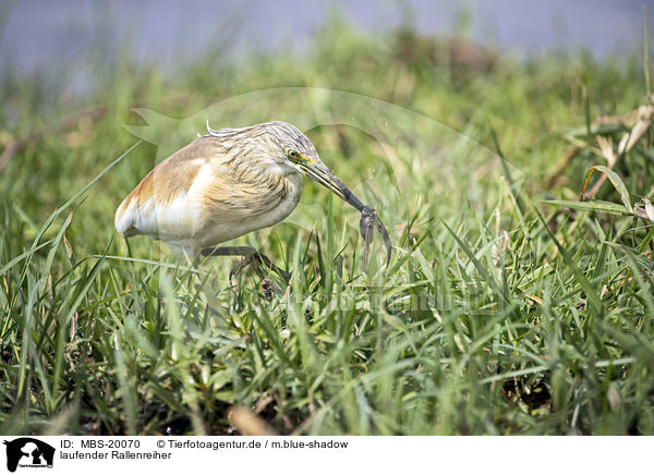 laufender Rallenreiher / walking Squacco Heron / MBS-20070