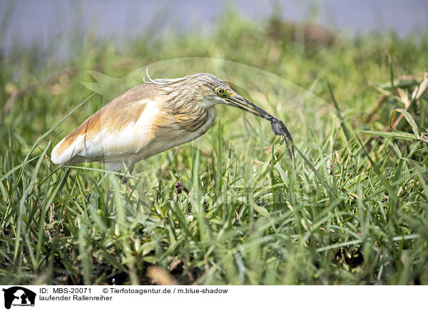 laufender Rallenreiher / walking Squacco Heron / MBS-20071