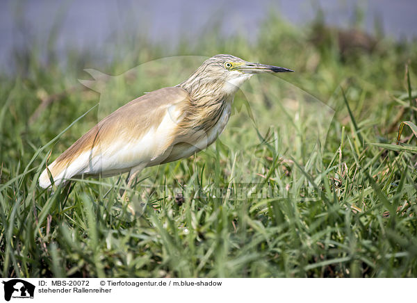 stehender Rallenreiher / standing Squacco Heron / MBS-20072