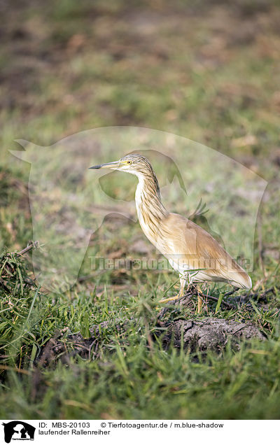 laufender Rallenreiher / MBS-20103