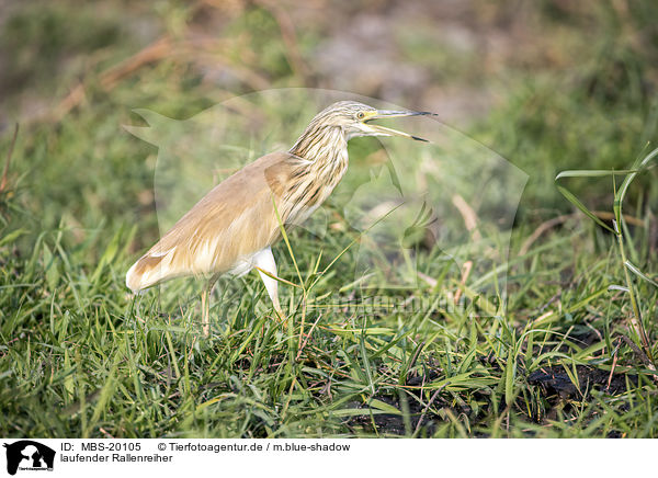 laufender Rallenreiher / MBS-20105