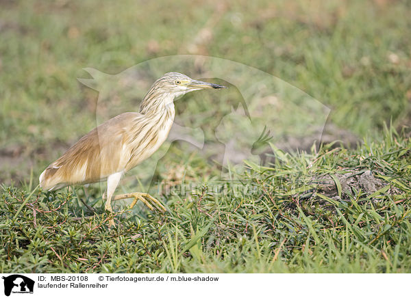 laufender Rallenreiher / MBS-20108