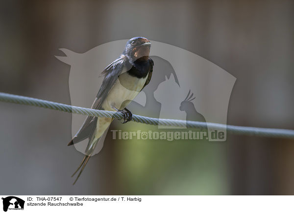 sitzende Rauchschwalbe / sitting Barn Swallow / THA-07547