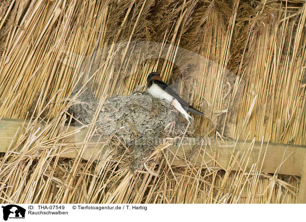 Rauchschwalben / Barn Swallows / THA-07549