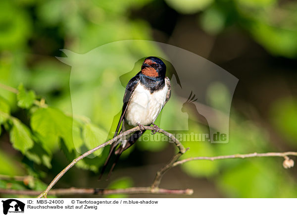 Rauchschwalbe sitzt auf Zweig / Barn swallow sitting on branch / MBS-24000