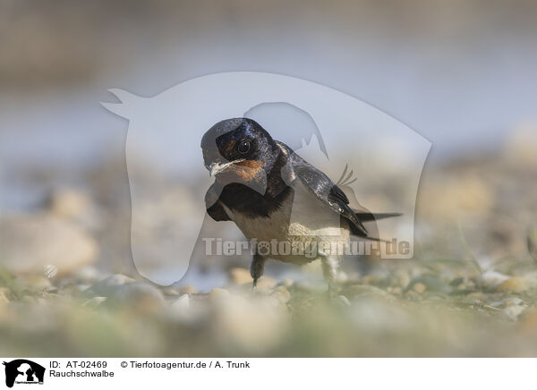 Rauchschwalbe / barn swallow, / AT-02469