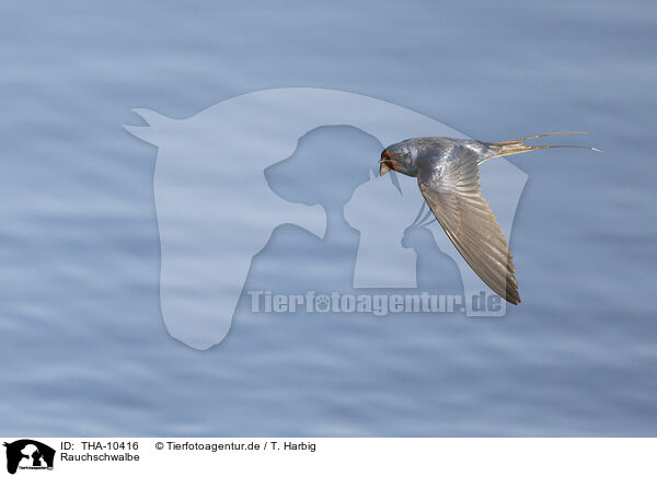 Rauchschwalbe / barn swallow / THA-10416