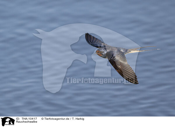 Rauchschwalbe / barn swallow / THA-10417