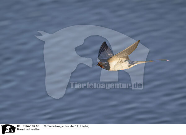 Rauchschwalbe / barn swallow / THA-10418