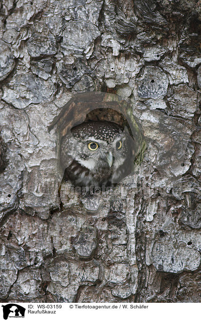 Raufukauz / boreal owl / WS-03159