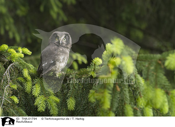 Raufukauz / boreal owl / THA-01794