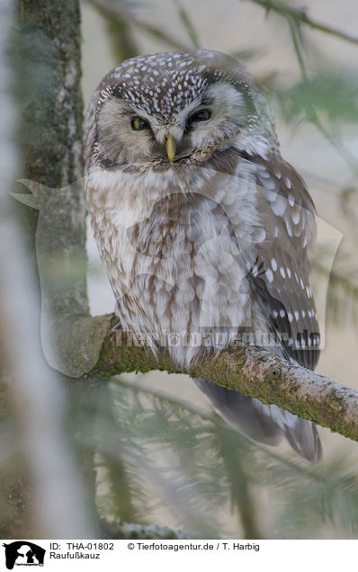 Raufukauz / boreal owl / THA-01802