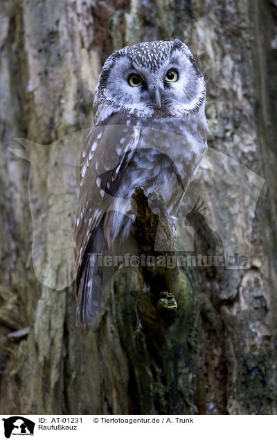 Raufukauz / boreal owl / AT-01231