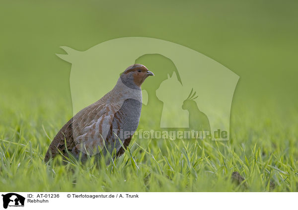 Rebhuhn / Grey Partridge / AT-01236