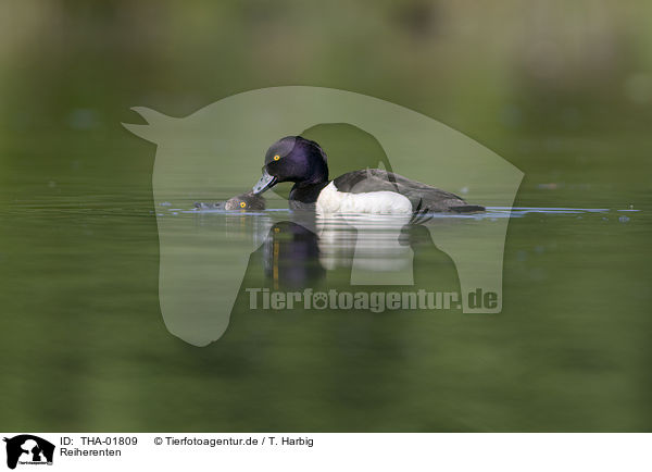 Reiherenten / tufted ducks / THA-01809