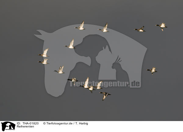 Reiherenten / tufted ducks / THA-01820