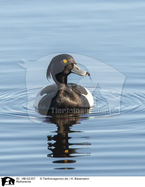 Reiherente / tufted duck / HB-02357