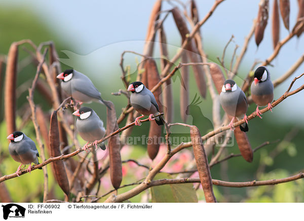 Reisfinken / Java finches / FF-06902